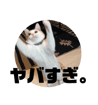 ビスコのスタンプ「子猫の言い分Part4」（個別スタンプ：5）