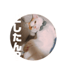 ビスコのスタンプ「子猫の言い分Part4」（個別スタンプ：6）