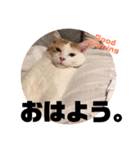 ビスコのスタンプ「子猫の言い分Part4」（個別スタンプ：7）