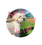 白い犬(キャバリアとビジョンMIX)（個別スタンプ：3）