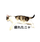 猫写真スタンプ☆（個別スタンプ：2）