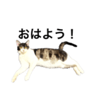 猫写真スタンプ☆（個別スタンプ：4）