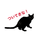 猫写真スタンプ☆（個別スタンプ：8）