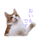 癒しのおいも（個別スタンプ：1）