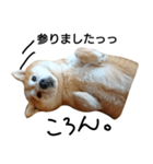 豆柴ぴた子のスタンプ（個別スタンプ：1）