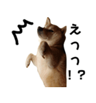 豆柴ぴた子のスタンプ（個別スタンプ：2）