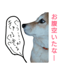 豆柴ぴた子のスタンプ（個別スタンプ：5）