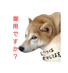 豆柴ぴた子のスタンプ（個別スタンプ：6）