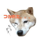 豆柴ぴた子のスタンプ（個別スタンプ：7）