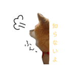 豆柴ぴた子のスタンプ（個別スタンプ：8）