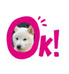 飯沼さんちのムサシくん（個別スタンプ：2）