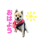 ポメラニアンモコ（個別スタンプ：1）