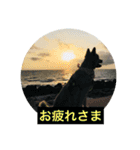 ポメラニアンモコ（個別スタンプ：3）