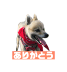 ポメラニアンモコ（個別スタンプ：5）