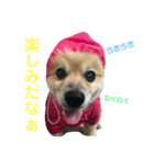 ポメラニアンモコ（個別スタンプ：7）