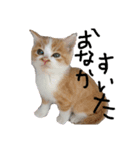 猫88（個別スタンプ：1）
