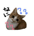 猫88（個別スタンプ：2）