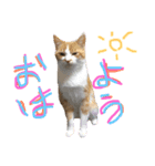 猫88（個別スタンプ：4）