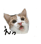 猫88（個別スタンプ：7）