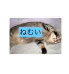 猫88（個別スタンプ：8）