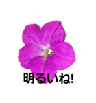 花ちゃんのお花畑（個別スタンプ：4）