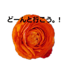 花ちゃんのお花畑（個別スタンプ：16）