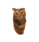 我が家の動物達❤︎（個別スタンプ：1）