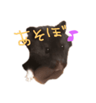 我が家の動物達❤︎（個別スタンプ：3）