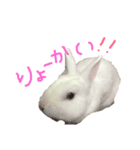 我が家の動物達❤︎（個別スタンプ：6）