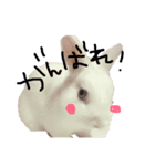 我が家の動物達❤︎（個別スタンプ：7）