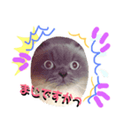 猫のルークにゃんスタンプ（個別スタンプ：1）