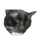 ねこ話し 2（個別スタンプ：1）