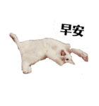 ねこ話し 2（個別スタンプ：2）
