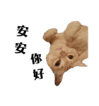 ねこ話し 2（個別スタンプ：3）