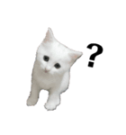 ねこ話し 2（個別スタンプ：8）