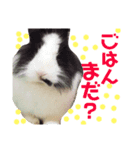 ライオンラビットとミニうさぎ（個別スタンプ：1）