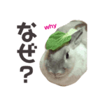 ライオンラビットとミニうさぎ（個別スタンプ：2）