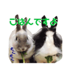 ライオンラビットとミニうさぎ（個別スタンプ：7）