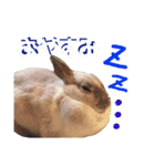 ライオンラビットとミニうさぎ（個別スタンプ：8）