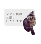 らきもか 四谷ふく stamp（個別スタンプ：1）