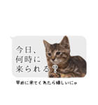 らきもか 四谷ふく stamp（個別スタンプ：6）