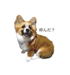 茶々丸すたんぷぅ（個別スタンプ：3）