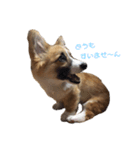 茶々丸すたんぷぅ（個別スタンプ：5）