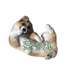 茶々丸すたんぷぅ（個別スタンプ：7）
