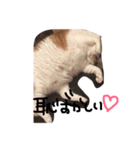 デブ猫タマ（個別スタンプ：2）