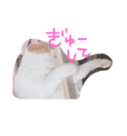 デブ猫タマ（個別スタンプ：3）