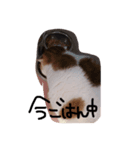デブ猫タマ（個別スタンプ：4）