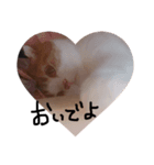 デブ猫タマ（個別スタンプ：5）