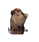 デブ猫タマ（個別スタンプ：6）
