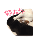 デブ猫タマ（個別スタンプ：7）